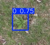 Annotated Image